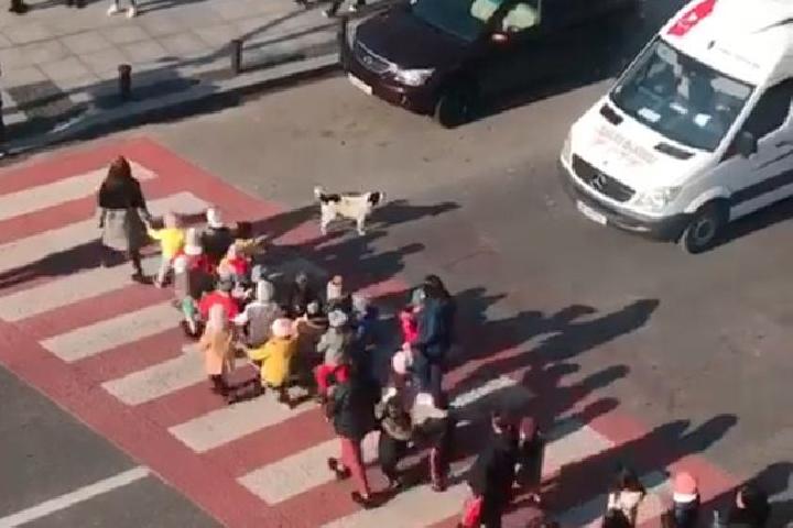 Kupata, Anjing Pahlawan di Batumi yang Setia Mengawal Anak-Anak Menyeberang Jalan