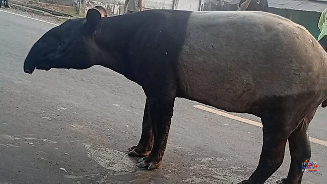 Tragis! Tapir Langka Tersesat ke Pemukiman Mesuji Lampung, Dijadikan Buruan dan Dimakan Warga