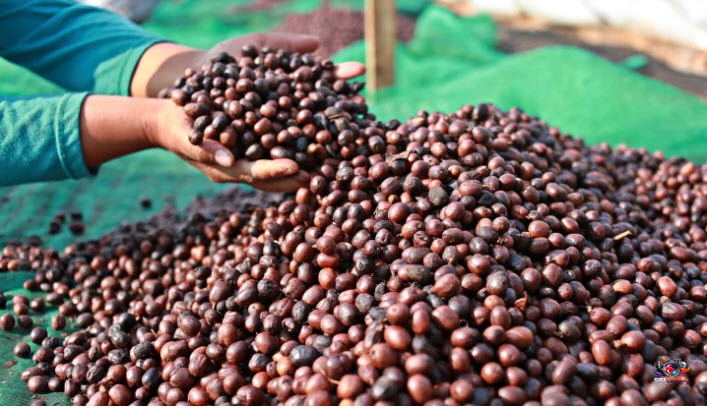 Kopi Indonesia Tembus Pasar China dan Maroko, Ekspor 38,4 Ton Bernilai Rp3,7 Miliar Dilepas