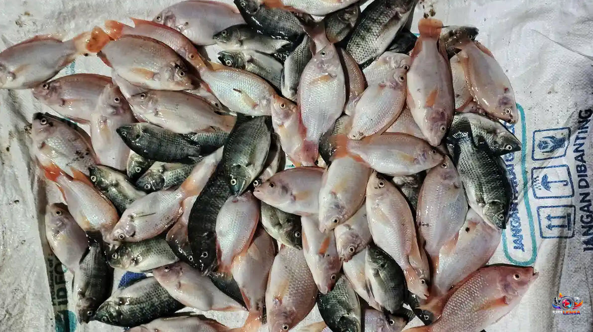 Listrik Padam Hampir Enam Jam di Kalsel, Ratusan Ikan Nila Bioflok Mati