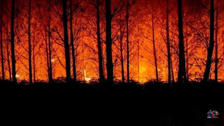 Gelombang Panas Ekstrem 42 Derajat Celsius Picu Kebakaran Hutan Dahsyat di Eropa, Ratusan Ribu Hektare Hangus
