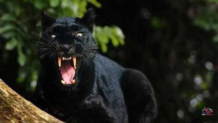 Macan Hitam Berhasil Dievakuasi di Bawang, Dibawa ke Lembaga Konservasi di Batang