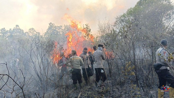 Karhutla di Taman Nasional Way Kambas Meluas, Ratusan Hektare Lahan Terbakar
