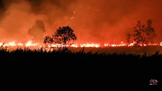 Gambut Kalimantan Terbakar, Ribuan Ton Karbon Terancam Lepas ke Atmosfer